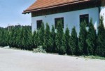 Thuja Smaragd