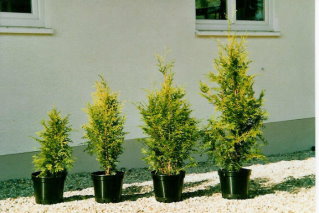 Thuja Brabant Cont. 9-15 l