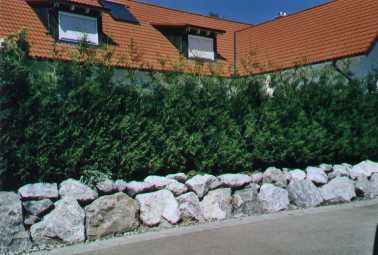 Thuja Brabant