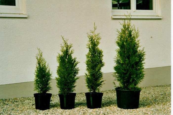 Thuja Columna Cont. 9-15 l