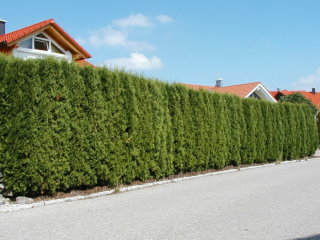 Thuja Columna - Hecke