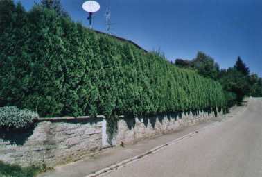 Thuja Columna