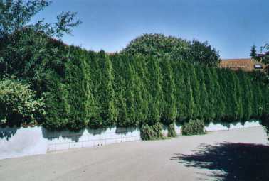 Thuja Columna