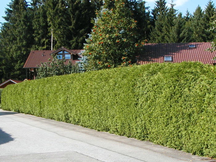 Thuja Occident - geschnittene Hecke