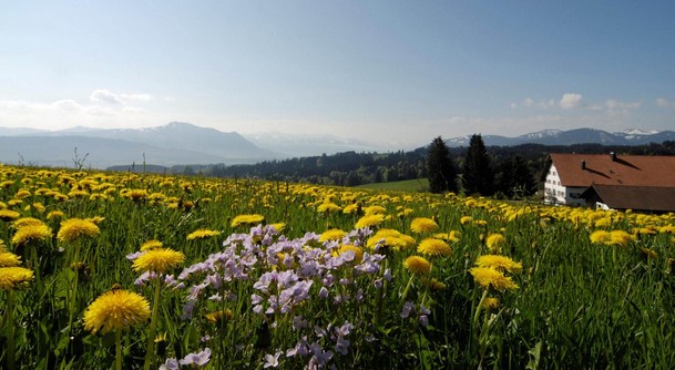 Löwenzahnwiese im Allgäu