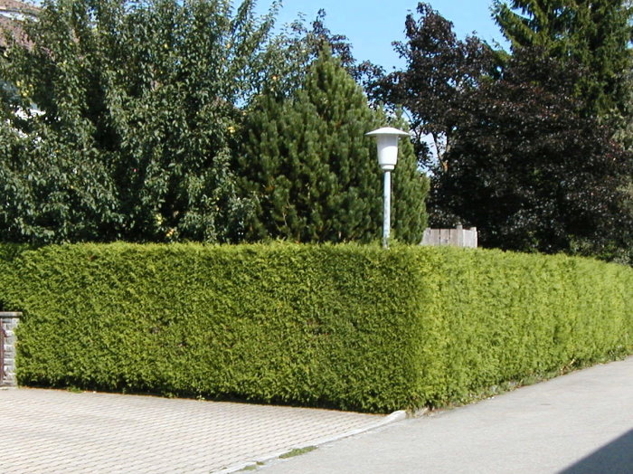 Thuja Occident - geschnittene Hecke