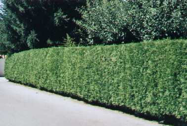 Thuja Occident