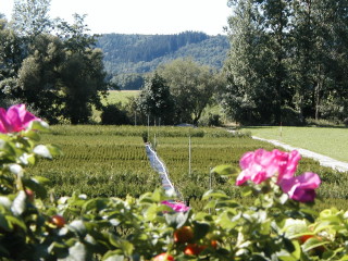 Thuja Kulturen - Heckenrose