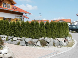 Thuja Smaragd - Hecke