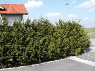 Thuja Brabant - Hecke