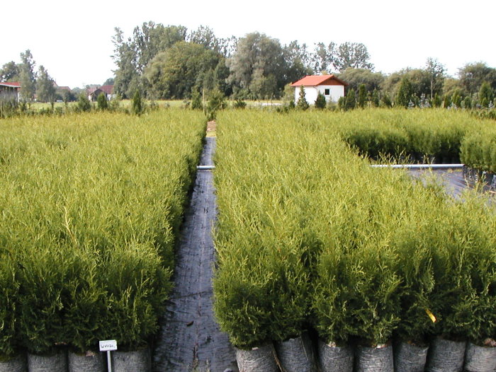 Thuja Occident - Kulturen