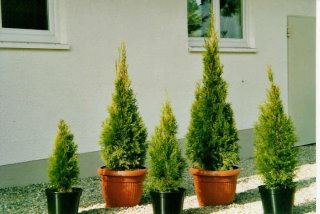 Thuja Smaragd Cont. 9-15 l