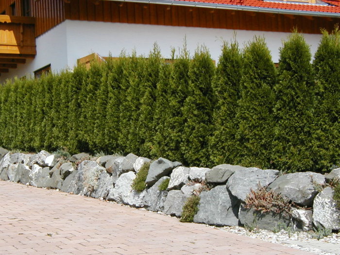 Thuja Smaragd - Hecke