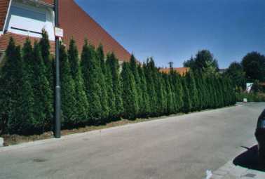 Thuja Smaragd