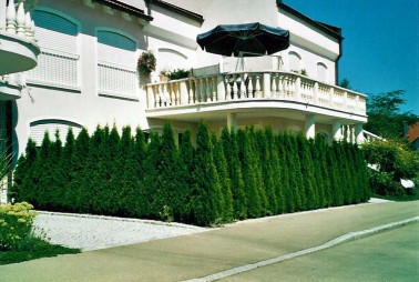 Thuja Smaragd Hecke