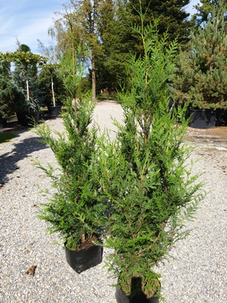 Thuja plicata Atrovirens