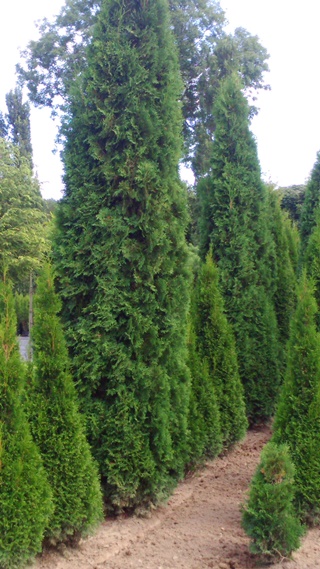 Thuja Columna Groß-Solitäre