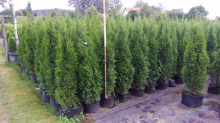 Thuja Sortiment