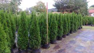 Thuja Sortiment