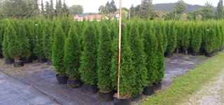 Thuja Sortiment